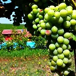 Cascina Dei Giacinti Çiftlik konaklama *